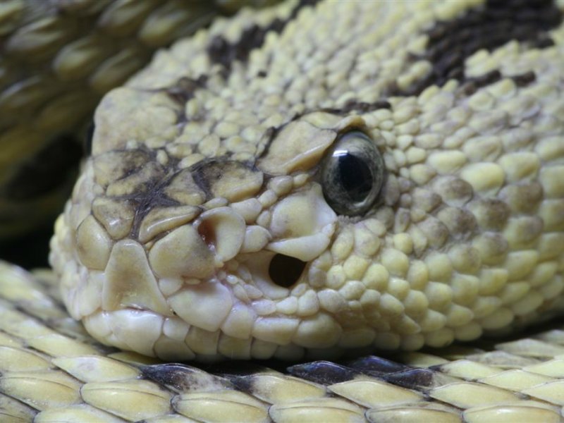 Dieren
